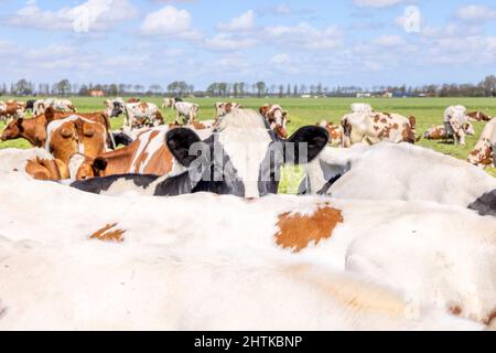 Kuh-Nosie, die über den Rücken einer anderen Kuh schaut, schwarze und weiße Kühe, landschaftliche Herde und Wolken in einem blauen Himmel. Stockfoto