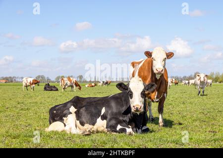 Zwei fleckvieh Kühe, rot und schwarz, stehen und liegen auf einer Weide unter blauem Himmel und geradem Horizont. Stockfoto