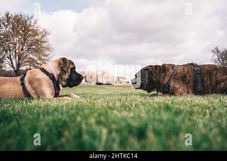 Blick auf zwei Hunde, die sich im Maryland Park gegenseitig bestarren - Wettkampfkonzept Stockfoto