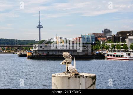 Möwen an der Hörn-Brücke am Kieler Hafen im Sommer mit Kieler Turm im Hintergrund. Keine Personen. Stockfoto