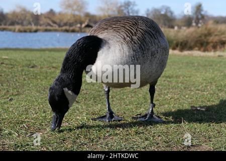 Die Landschaft des Bushy Parks ist ein Flickenteppich englischer Geschichte, die sich über ein Jahrtausend erstreckt: Sie können die Überreste mittelalterlicher Landwirtschaftssysteme, das Erbe eines Tudor-Wildparks, Wassergärten aus dem 17.. Jahrhundert und dekorative Elemente sehen, die den Höhepunkt des neoklassizistischen Geschmacks darstellen, sowie Spuren von Militärlagern, die in den Weltkriegen eine bemerkenswerte Rolle spielten. Stockfoto