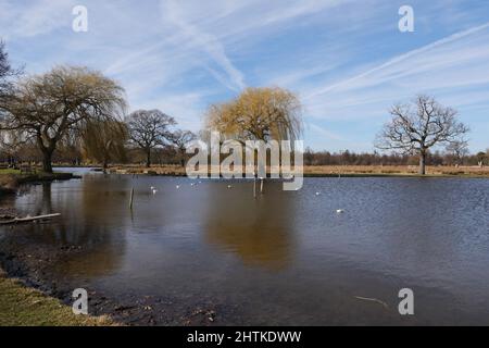 Die Landschaft des Bushy Parks ist ein Flickenteppich englischer Geschichte, die sich über ein Jahrtausend erstreckt: Sie können die Überreste mittelalterlicher Landwirtschaftssysteme, das Erbe eines Tudor-Wildparks, Wassergärten aus dem 17.. Jahrhundert und dekorative Elemente sehen, die den Höhepunkt des neoklassizistischen Geschmacks darstellen, sowie Spuren von Militärlagern, die in den Weltkriegen eine bemerkenswerte Rolle spielten. Stockfoto