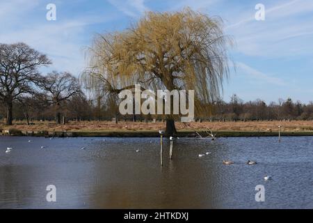 Die Landschaft des Bushy Parks ist ein Flickenteppich englischer Geschichte, die sich über ein Jahrtausend erstreckt: Sie können die Überreste mittelalterlicher Landwirtschaftssysteme, das Erbe eines Tudor-Wildparks, Wassergärten aus dem 17.. Jahrhundert und dekorative Elemente sehen, die den Höhepunkt des neoklassizistischen Geschmacks darstellen, sowie Spuren von Militärlagern, die in den Weltkriegen eine bemerkenswerte Rolle spielten. Stockfoto