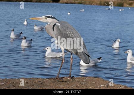 Die Landschaft des Bushy Parks ist ein Flickenteppich englischer Geschichte, die sich über ein Jahrtausend erstreckt: Sie können die Überreste mittelalterlicher Landwirtschaftssysteme, das Erbe eines Tudor-Wildparks, Wassergärten aus dem 17.. Jahrhundert und dekorative Elemente sehen, die den Höhepunkt des neoklassizistischen Geschmacks darstellen, sowie Spuren von Militärlagern, die in den Weltkriegen eine bemerkenswerte Rolle spielten. Stockfoto