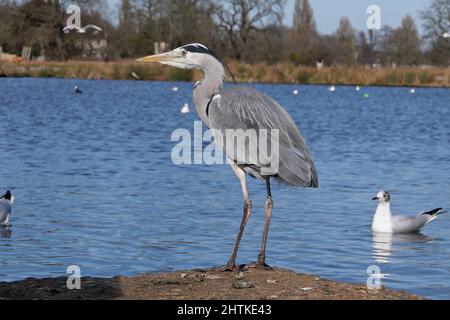 Die Landschaft des Bushy Parks ist ein Flickenteppich englischer Geschichte, die sich über ein Jahrtausend erstreckt: Sie können die Überreste mittelalterlicher Landwirtschaftssysteme, das Erbe eines Tudor-Wildparks, Wassergärten aus dem 17.. Jahrhundert und dekorative Elemente sehen, die den Höhepunkt des neoklassizistischen Geschmacks darstellen, sowie Spuren von Militärlagern, die in den Weltkriegen eine bemerkenswerte Rolle spielten. Stockfoto