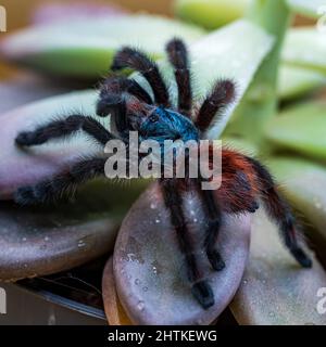 Nahaufnahme einer Antillen-Pinktoe-Tarantula Stockfoto