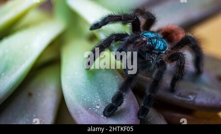 Nahaufnahme einer Antillen-Pinktoe-Tarantula Stockfoto