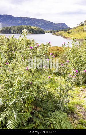 Disteln wachsen am Ufer des Loch Morar, Highland, Schottland, Großbritannien Stockfoto