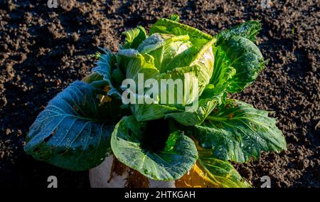 Nahaufnahme eines geriemten Kohls in einem Garten (Brassica oleracea) Stockfoto