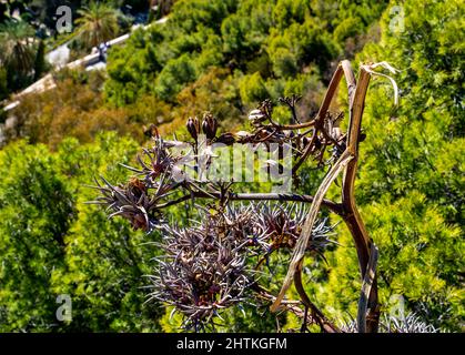 Getrocknete Blüten und Samen einer Agave (Agave americana) Stockfoto