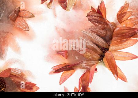 Farbenfrohe, orangefarbene Blüten, die im Eis gefroren sind Stockfoto