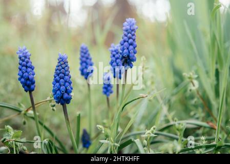 Frühlingshafte blaue Muscari oder Traubenhyzinthblüten im Garten Stockfoto