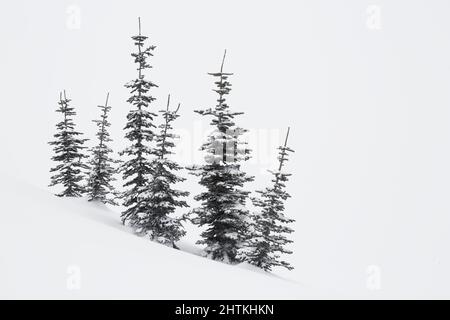 Im Winter schneebedeckte immergrüne Bäume auf einem Hang Stockfoto