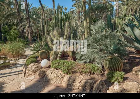 Der Huerto del Cura Garten wurde 1943 zum Nationalen Künstlerischen Garten erklärt, ein Juwel des historischen Palmenhains von Elche, Provinz Alicante, Spanien, Stockfoto