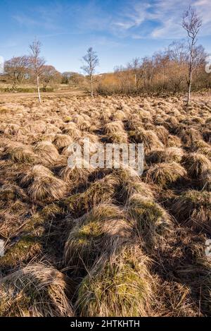 Winterveralbung der Vegetation bei Tarn Moss, Malham Tarn Estate. Ein nasser und sumpfiger Bereich mit einigen Weidenwuchsen und einem Bereich, der Exmoor Ponys vorteilhaft verwendet. Stockfoto