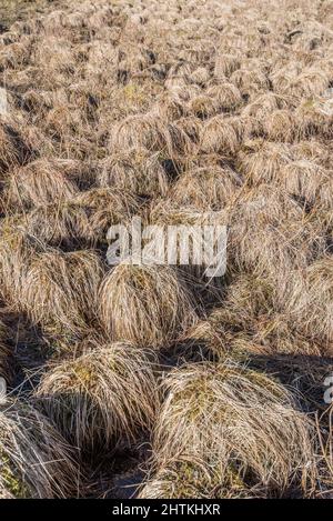 Winterveralbung der Vegetation bei Tarn Moss, Malham Tarn Estate. Ein nasser und sumpfiger Bereich mit einigen Weidenwuchsen und einem Bereich, der Exmoor Ponys vorteilhaft verwendet. Stockfoto