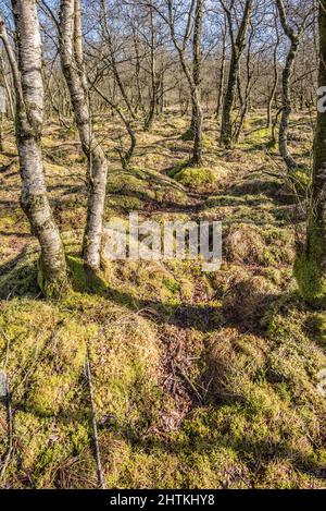 Winterveralbung der Vegetation bei Tarn Moss, Malham Tarn Estate. Ein nasser und sumpfiger Bereich mit einigen Weidenwuchsen und einem Bereich, der Exmoor Ponys vorteilhaft verwendet. Stockfoto