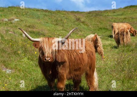 Langgehörnte Hochlandrinder grasen auf einem Feld mit Blick auf das Meer auf der Isle of Mull, Inner Hebrides, Scottish Highlands, Schottland, Großbritannien, Europa Stockfoto