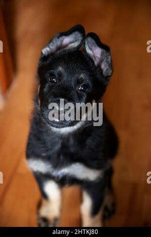 Nette kleine deutsche Schäferhund sitzt auf braunem Hintergrund. а sehr kleiner Welpe schaut auf, Ohren wie ein Haus Stockfoto
