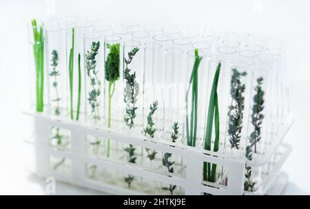 Pflanzen sind so vielfältig. Aufnahme verschiedener Pflanzenarten in Reagenzgläsern in einem Labor. Stockfoto