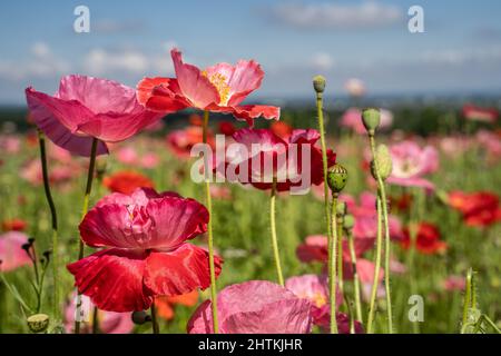 Schönes Mohnfeld mit rosa und roten Blüten, die im Frühling blühen. Stockfoto