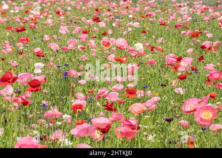 Bunte Mohnblumen im Wildblumengarten im Frühjahr. Stockfoto