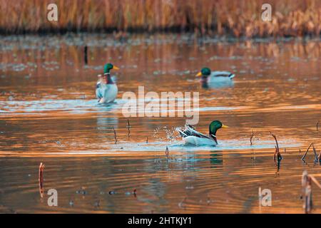 Stockenten, auch als Wildenten (Anas platyrhynchos) bekannt, die in einem Teich schwimmen Stockfoto