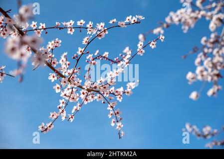 Selektiver Fokus von schönen Zweigen rosa Blüten auf dem Baum unter blauem Himmel Stockfoto