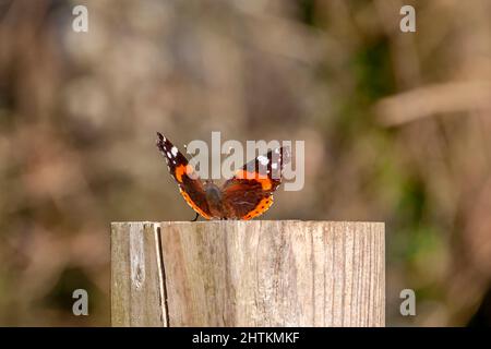 Ein Vanessa atalanta Schmetterling auf einem Holzpfosten, der die Nachmittagssonne genießt Stockfoto