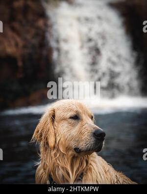 Golden Retriever Hund sitzt vor einem Wasserfall in der Natur nach einem Schwan im Fluss. Winter, Schwimmen mans besten Freund, Ärztehund. Stockfoto