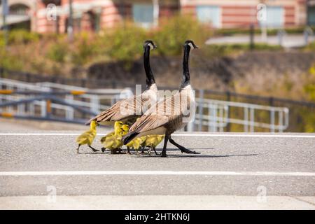 Zwei Erwachsene kanadische Gänse und ihre flauschigen Gänse watscheln im Frühling eine Straße hinunter Stockfoto