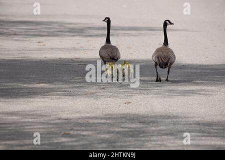 Zwei Erwachsene kanadische Gänse und ihre flauschigen Gänse watscheln im Frühling eine Straße hinunter Stockfoto