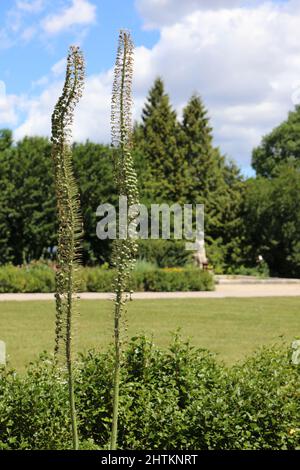 Zwei Stiele von Azure Monkshood mit Samenkapseln wachsen in einem botanischen Garten in Wisconsin Stockfoto