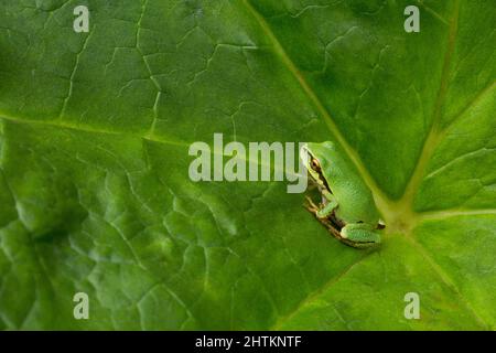 Ein winziger grüner pazifischer Baumfrosch sitzt im Sommer auf einem großen Darmera peltata - auch als Regenschirmpflanze bekannt - Blatt Stockfoto