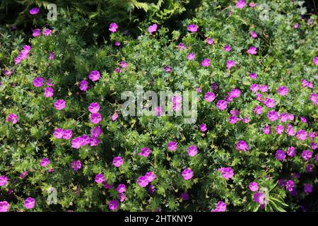 Eine Masse von rosa, blühenden Geranienblüten in einem Garten in Hales Corners, Wisconsin, USA Stockfoto