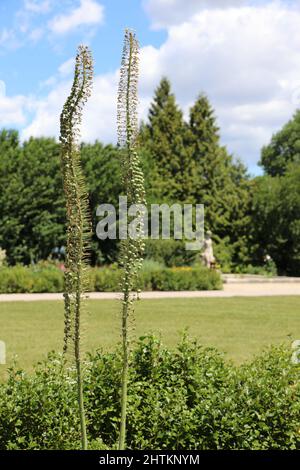 Zwei Stiele von Azure Monkshood mit Samenkapseln wachsen in einem botanischen Garten in Wisconsin Stockfoto