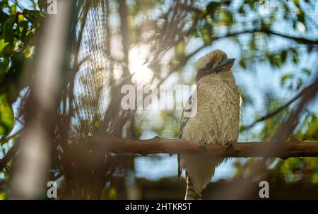 Lachende Kookaburra im Zoo. Dacelo novaeguineae. Stockfoto