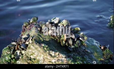 Miesmuscheln auf einem Mossy-Kliff im Meer Stockfoto