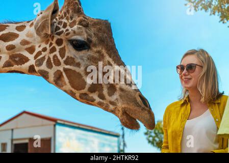Hübsche Frau füttert Giraffe im Zoo. Stockfoto