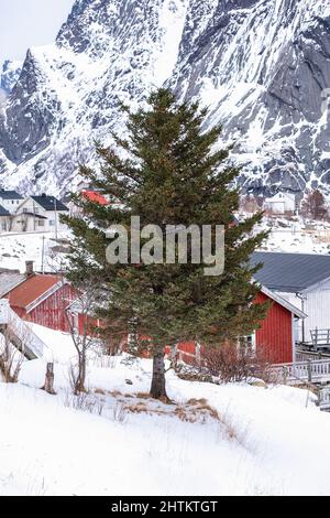 Tannenbaum auf schneebedecktem Hügel zwischen norwegischem Dorf im Winter auf den Lofoten-Inseln, Norwegen Stockfoto