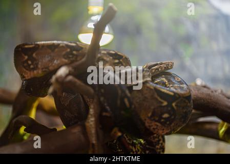 Afrikanische Felspython ruht im Zoo. Stockfoto