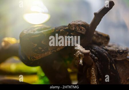 Afrikanische Felspython ruht im Zoo. Stockfoto