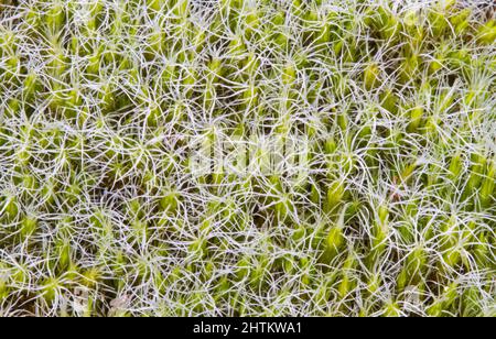 Dichter Teppich aus behaartem Moos, wahrscheinlich Campylous flexuosus, Rusty Swan-Neck Moos Stockfoto