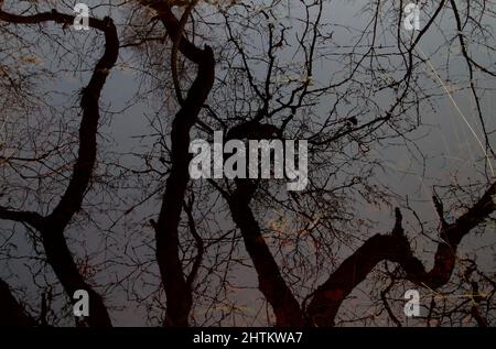 Gewundene Äste einer alten Eiche spiegeln sich im dunklen Wasser wider Stockfoto