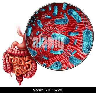 Mikrobiom im Darm als Bakterienflora im Darm als Verdauungssymbol im Darmtrakt mit 3D Illustrationselementen. Stockfoto