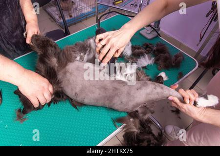 Katzenpflege im Kosmetiksalon für Haustiere. Der Friseur verwendet einen Trimmer, um Rücken, Hinterbeine und Schwanz zu trimmen. Stockfoto