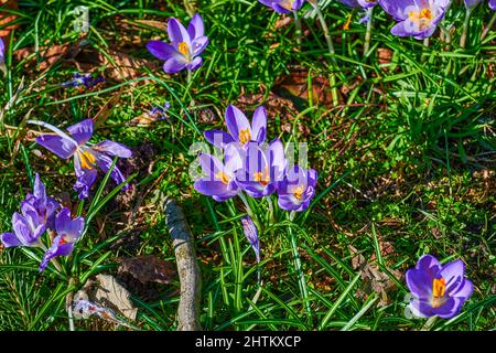 Blüten von Krokussen (Colchicum Autumnale) auf einer Wiese im Sonnenschein. Stockfoto