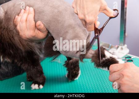 Katzenpflege im Kosmetiksalon für Haustiere. Der Friseur verwendet einen Trimmer, um Rücken, Hinterbeine und Schwanz zu trimmen. Stockfoto