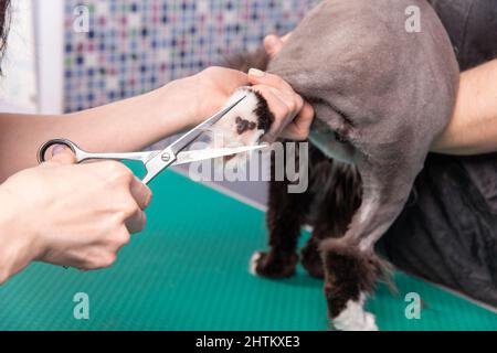 Katzenpflege im Kosmetiksalon für Haustiere. Der Friseur verwendet einen Trimmer, um Rücken, Hinterbeine und Schwanz zu trimmen. Stockfoto