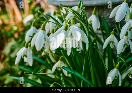 Früh blühende Schneeglöckchen (Galanthus Amaryllidaceae) in einem Garten. Stockfoto